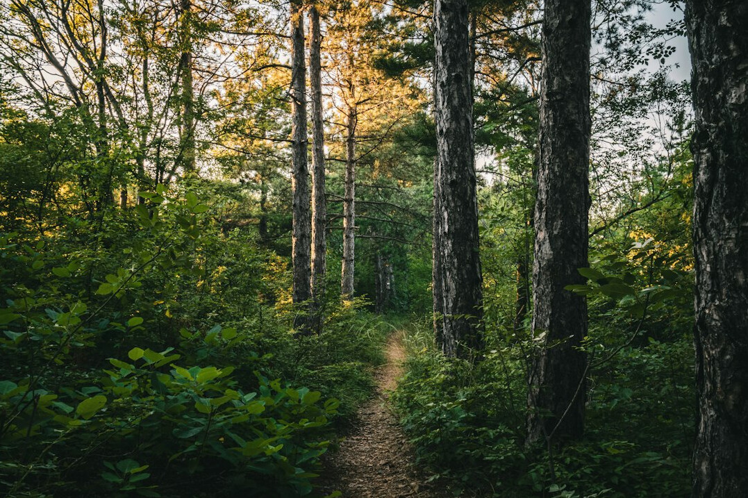 forest path at dusk